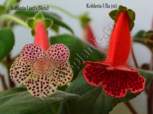 Kohleria Luci's Blend and Ulla 1
