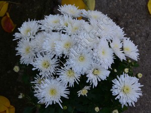 Crizantema alba fideluta 1