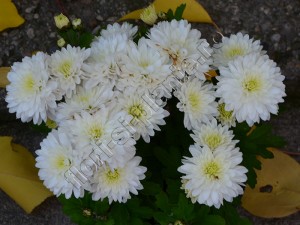Crizantema alba nasturel 1