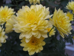 Crizantema galben 1