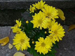 Crizantema galben margareta 1