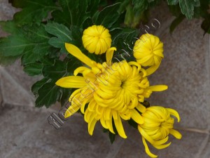 Crizantema galbena 3