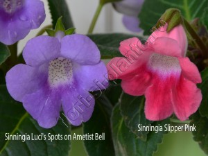 Sinningia Luci's Spots on Ametist Bell si Slipper Pink 1
