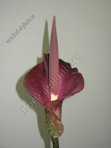 Amorhophallus konjac flower